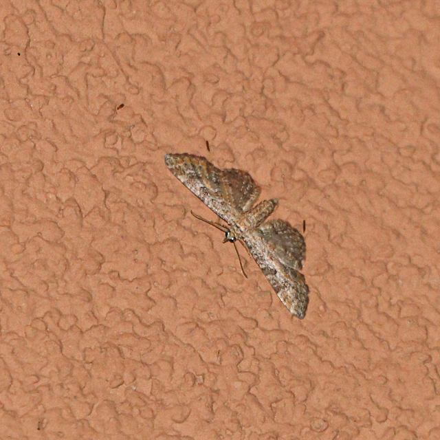 Eupithecia millefoliata - cickafark-törpearaszoló