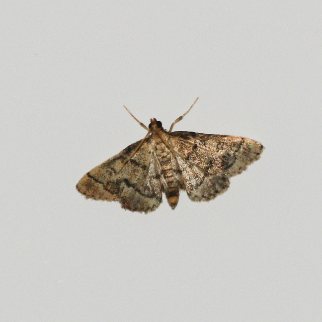 Metasia ophialis - kígyósávos tűzmoly