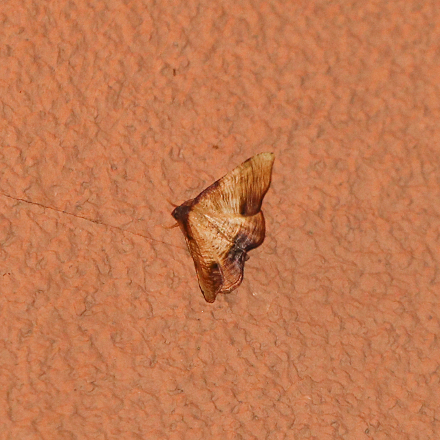 Plagodis dolabraria - baltaszárnyú araszoló
