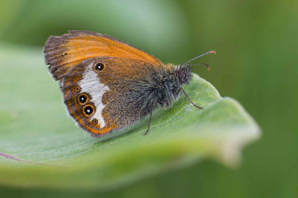 Coenonympha arcania - fehéröves szénalepke