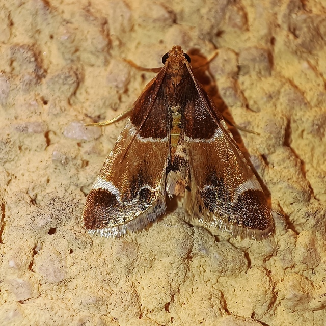 Pyralis farinalis - lisztilonca