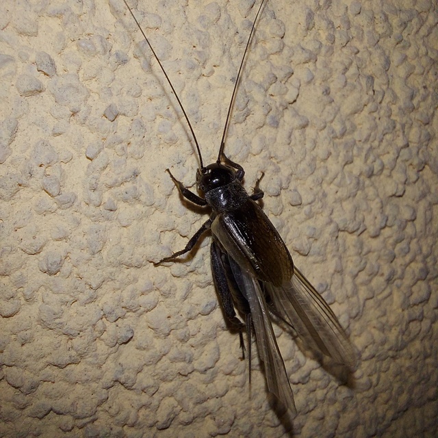 Eumodicogryllus bordigalensis - bordói tücsök