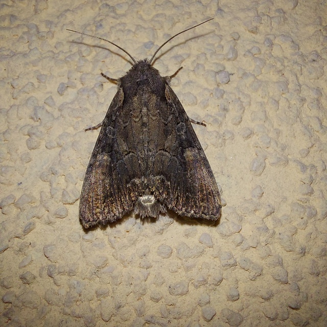 Lacanobia amurensis - homoki kertibagoly
