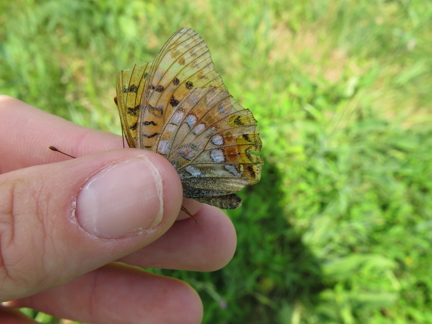 Argynnis adippe - ezüstös gyöngyházlepke