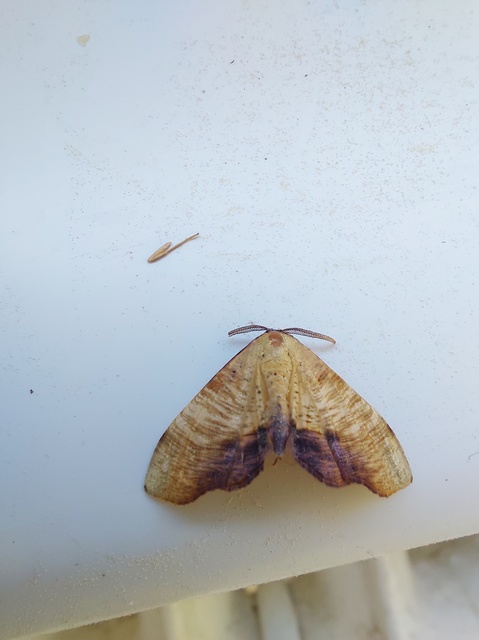 Plagodis dolabraria - baltaszárnyú araszoló