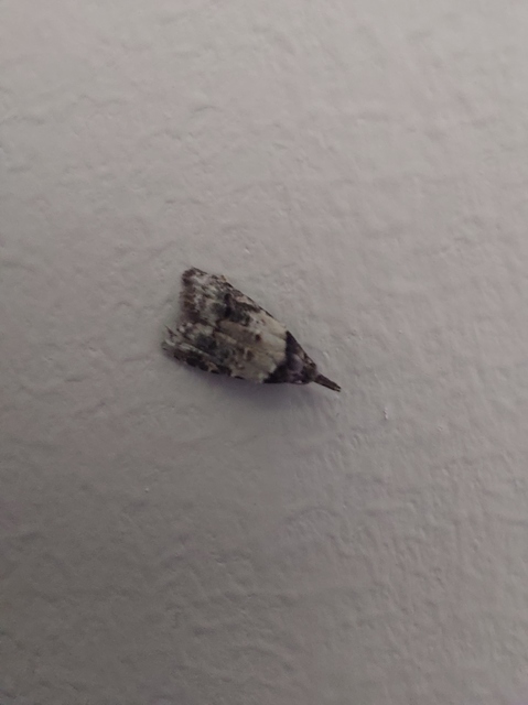 Carposina scirrhosella - közönséges csipkebogyómoly