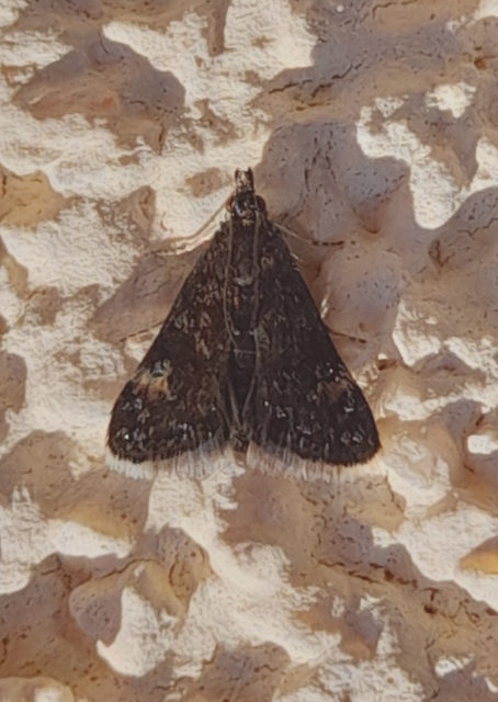 Heliothela wulfeniana - fényes kormosmoly