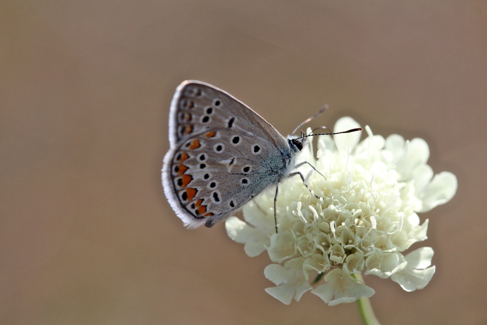Polyommatus icarus - közönséges boglárka