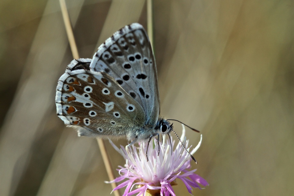 Polyommatus coridon - ezüstkék boglárka