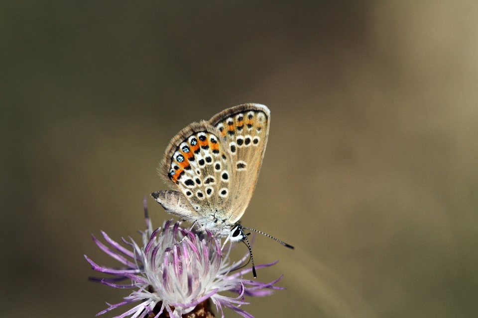 Plebejus argus - ezüstös boglárka