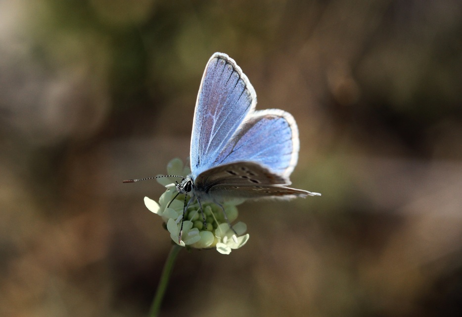 Polyommatus dorylas - fénylő boglárka