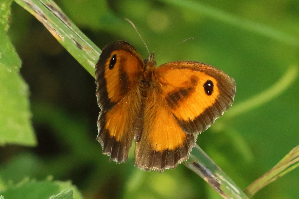 Pyronia tithonus - kis ökörszemlepke