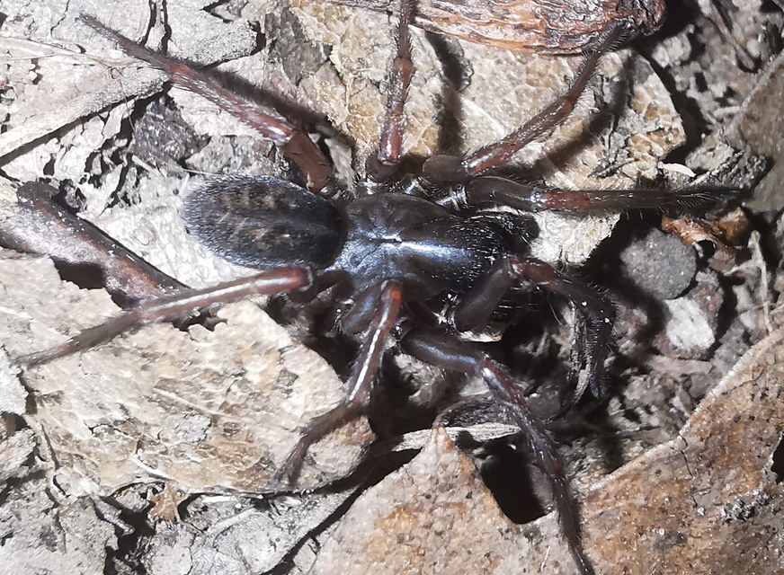 Inermocoelotes inermis