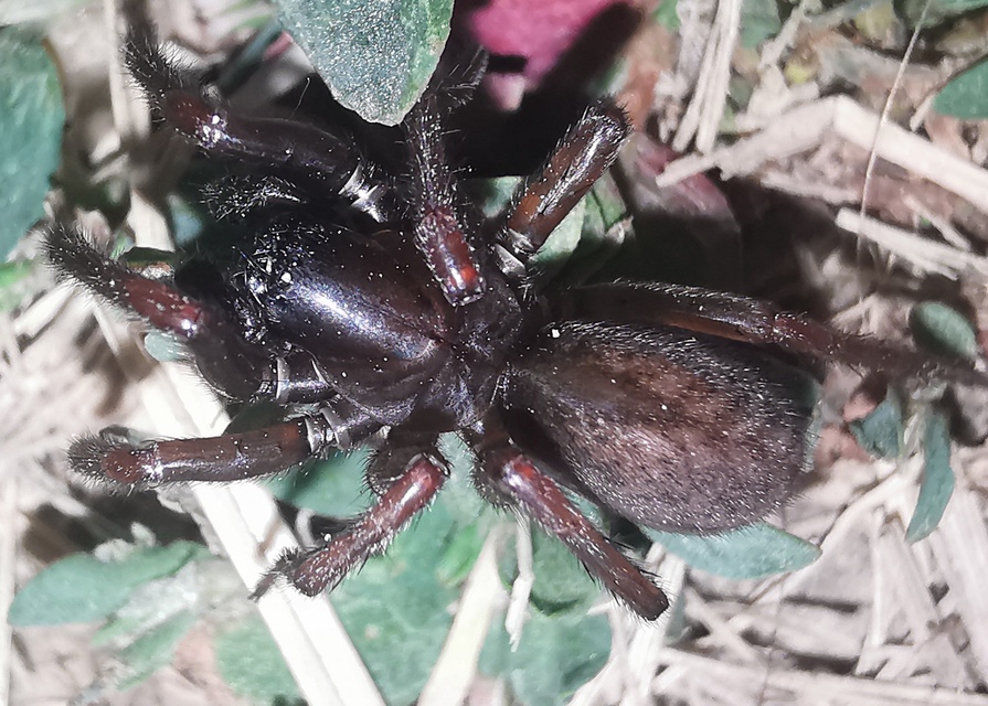 Inermocoelotes inermis