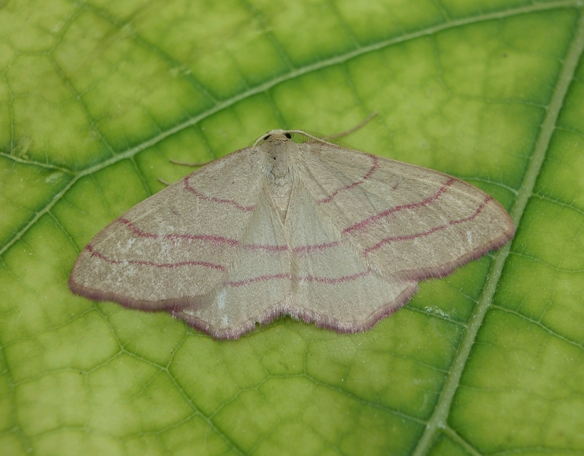 Rhodostrophia vibicaria - pirosszélű araszoló