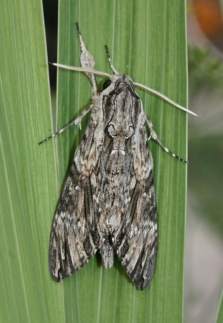 Agrius convolvuli - szulákszender