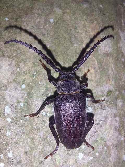 Prionus coriarius - csőszcincér