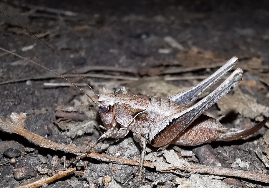 Pholidoptera griseoaptera - szürke avarszöcske