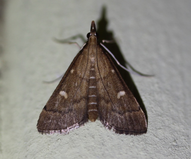 Dolicharthria punctalis - hosszúlábú tűzmoly
