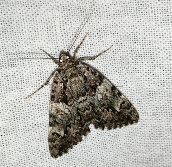 Catocala promissa - kis tölgyfa-övesbagoly