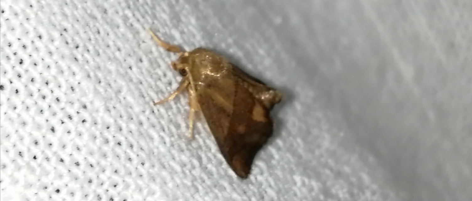 Apoda limacodes - kagylólepke