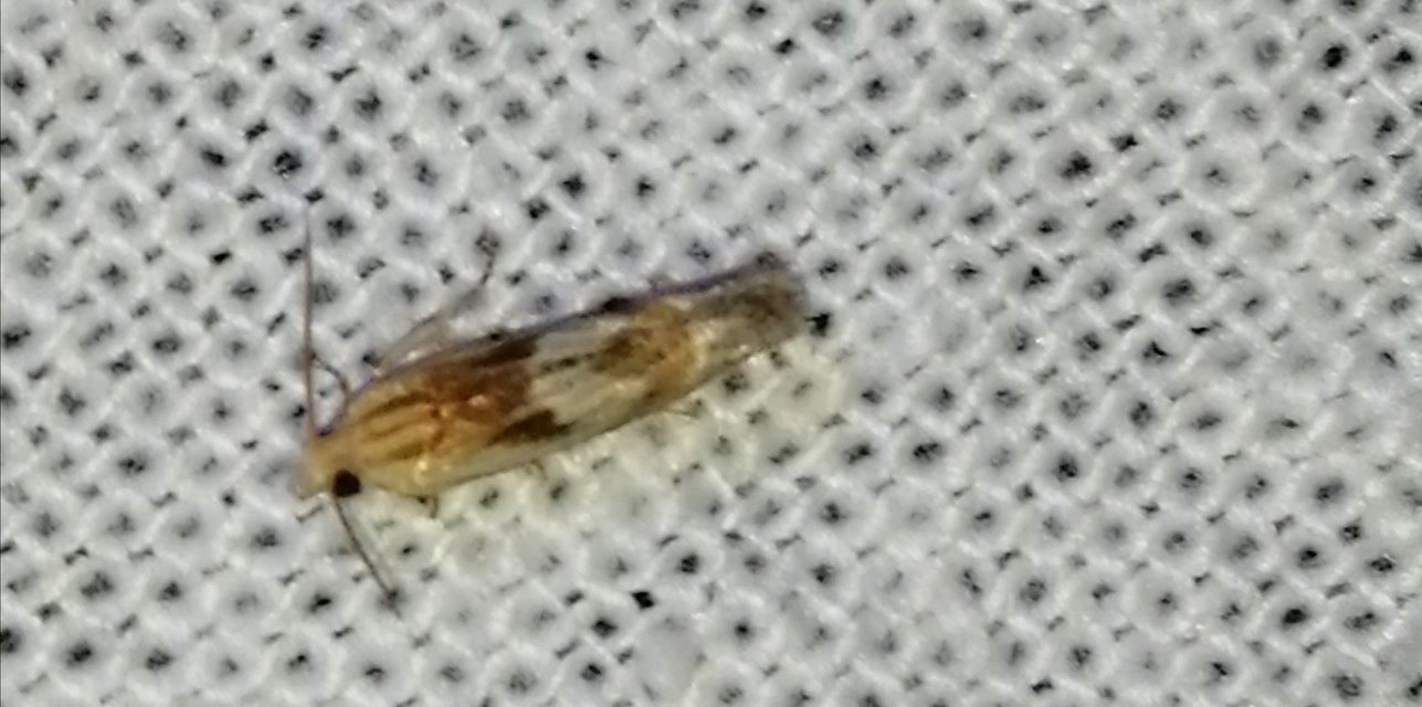 Eucosma