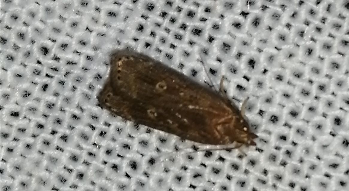 Helcystogramma triannulella - szuláksodró lápimoly