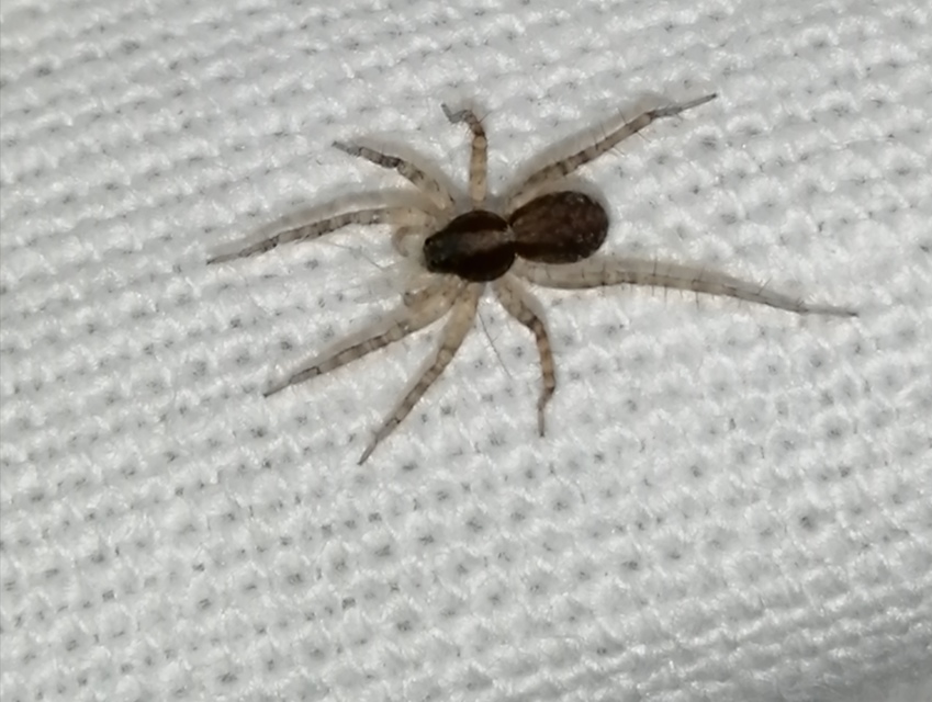 Pardosa