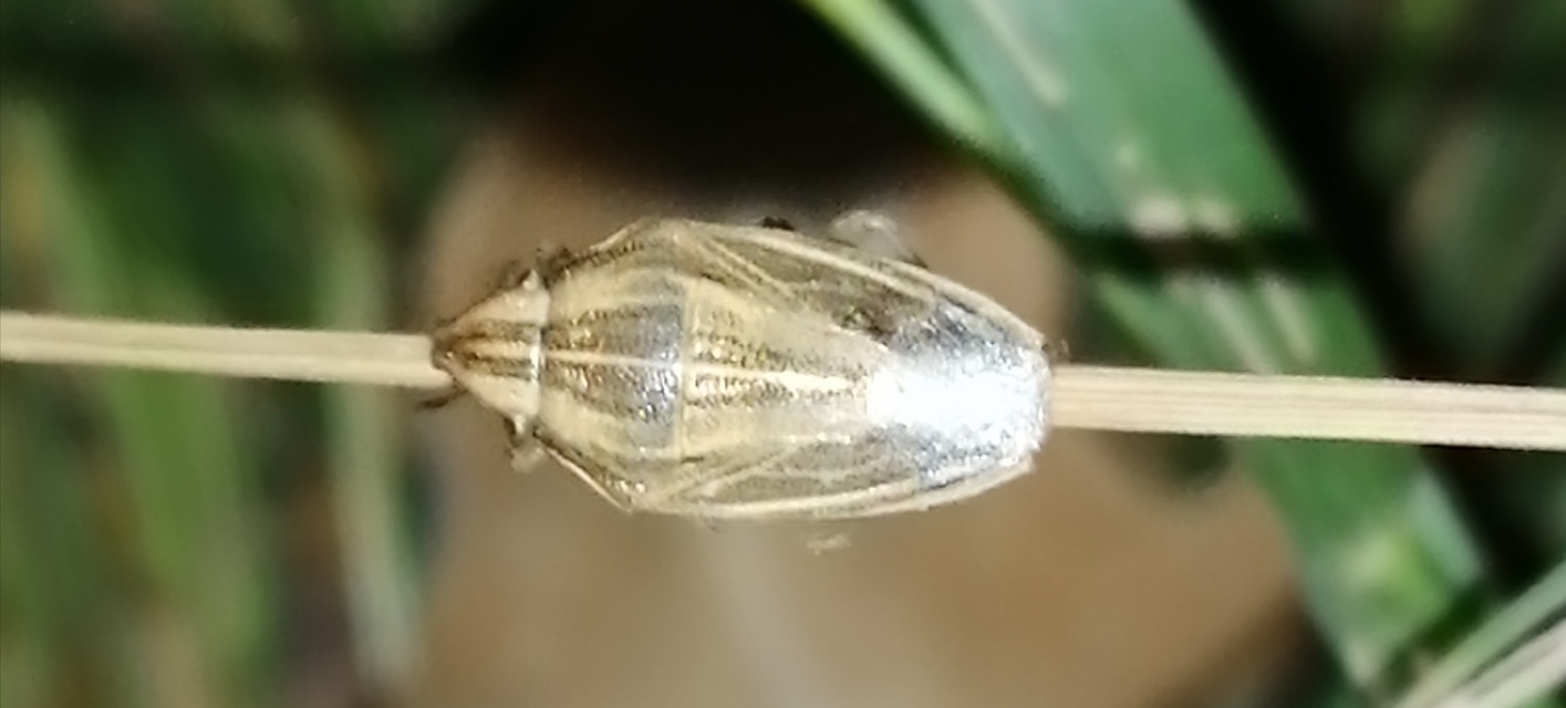 Aelia acuminata - közönséges szipolypoloska Aelia acuminata - közönséges szipolypoloska