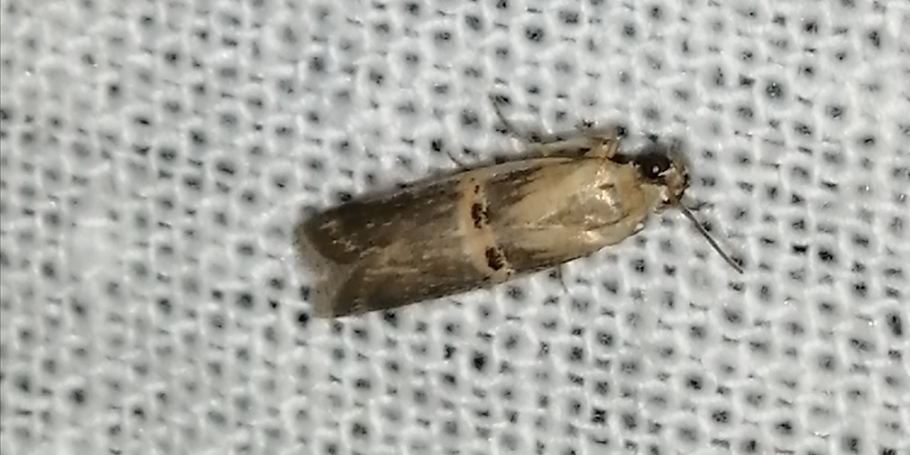 Etiella zinckenella - akácmoly
