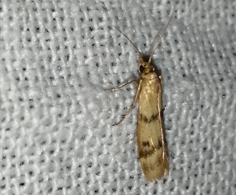 Homoeosoma sinuella - agyagsárga karcsúmoly