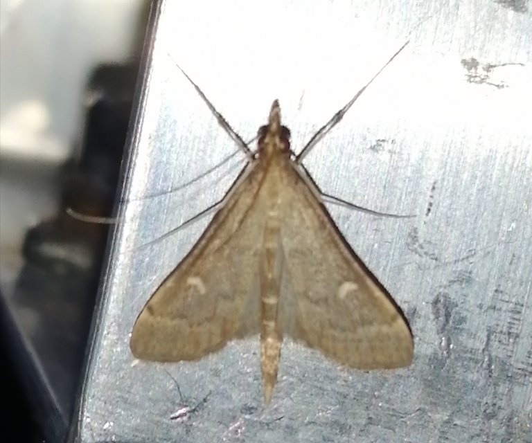 Dolicharthria punctalis - hosszúlábú tűzmoly