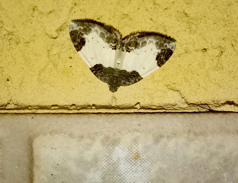 Mesoleuca albicillata - tarka fűzfaaraszoló