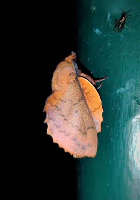 Gastropacha quercifolia - tölgylevélpohók