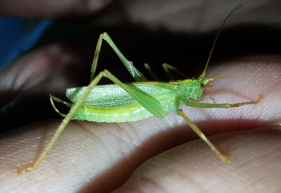 Meconema thalassinum - közönséges dobolószöcske