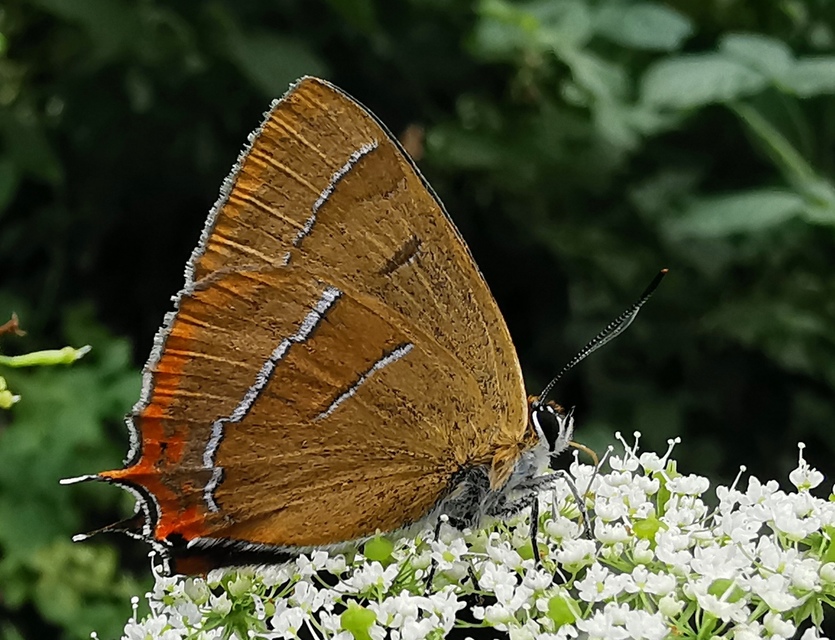 Thecla betulae - nyírfalepke
