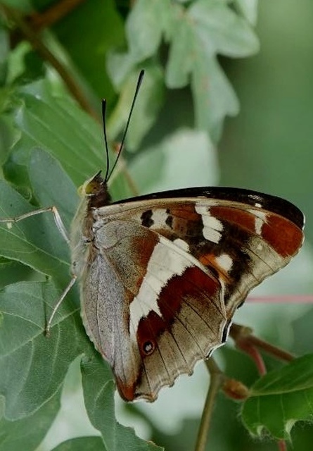 Apatura iris - nagy színjátszólepke