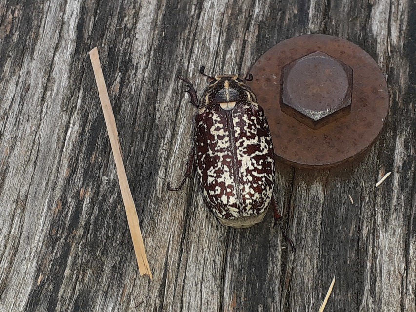 Polyphylla fullo - csapó cserebogár