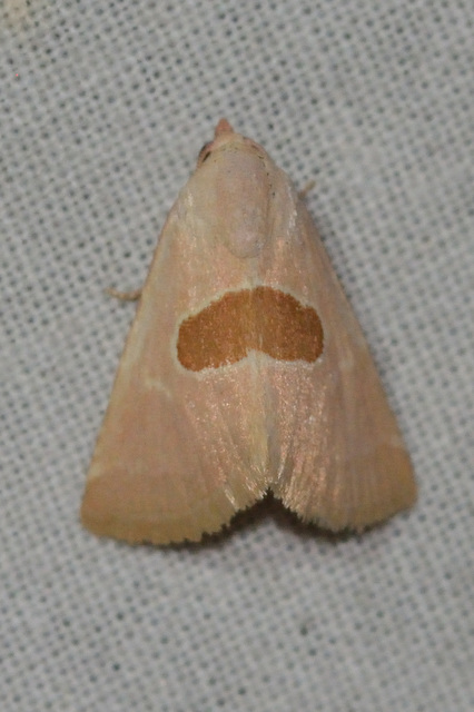 Calymma communimacula - pajzstetűfaló bagoly