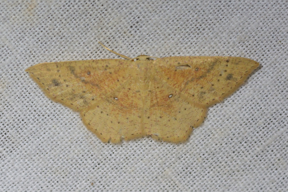 Cyclophora porata - körös pettyesaraszoló