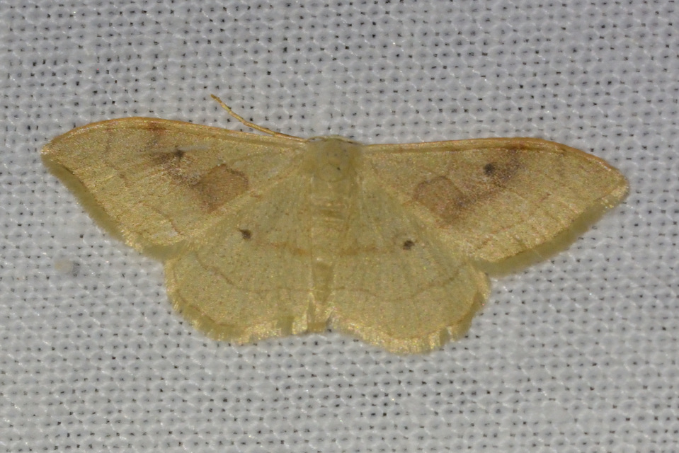 Idaea rubraria - vörössávos araszoló