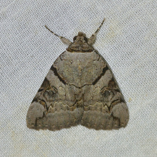 Catocala hymenaea - kökény-övesbagoly