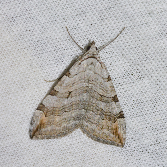 Aplocera plagiata - szürke csíkosaraszoló