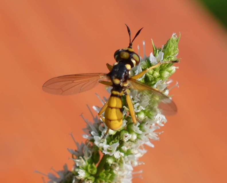 Conopidae - fejeslegyek