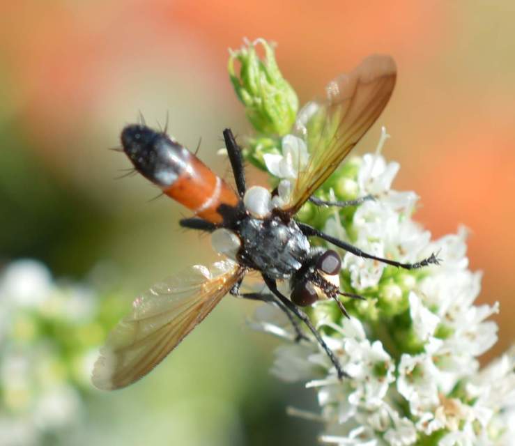 Cylindromyia