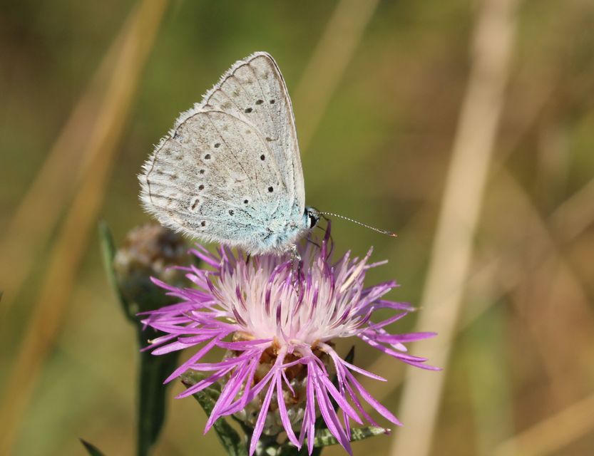 Polyommatus daphnis - csipkés boglárka