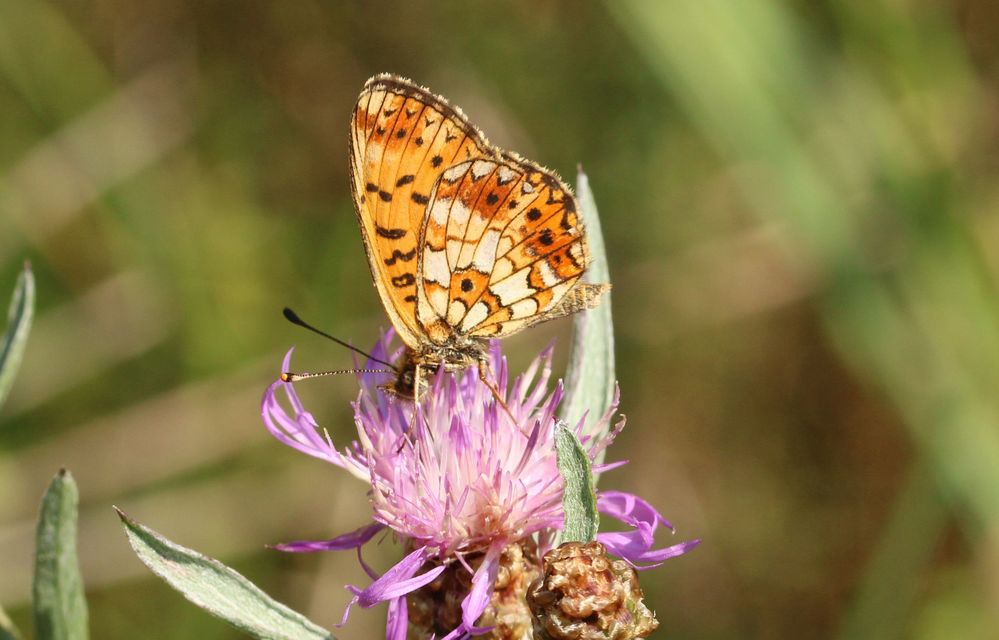 Boloria selene - fakó gyöngyházlepke