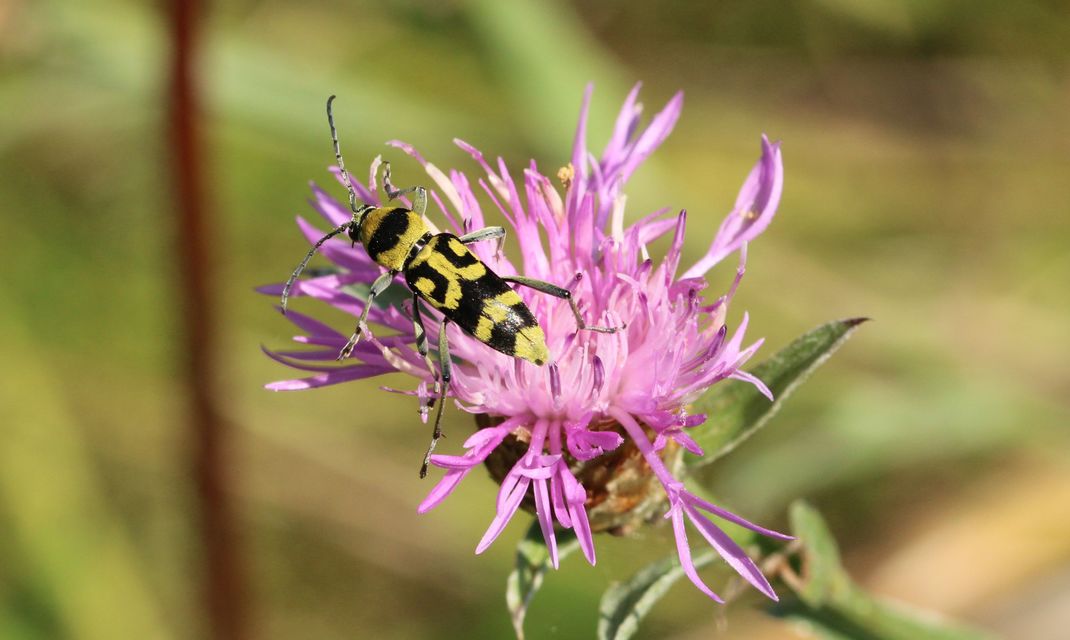 Chlorophorus varius - díszes darázscincér