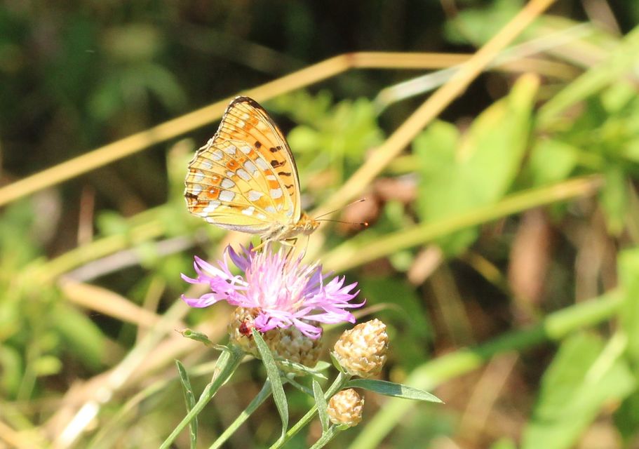 Argynnis adippe - ezüstös gyöngyházlepke