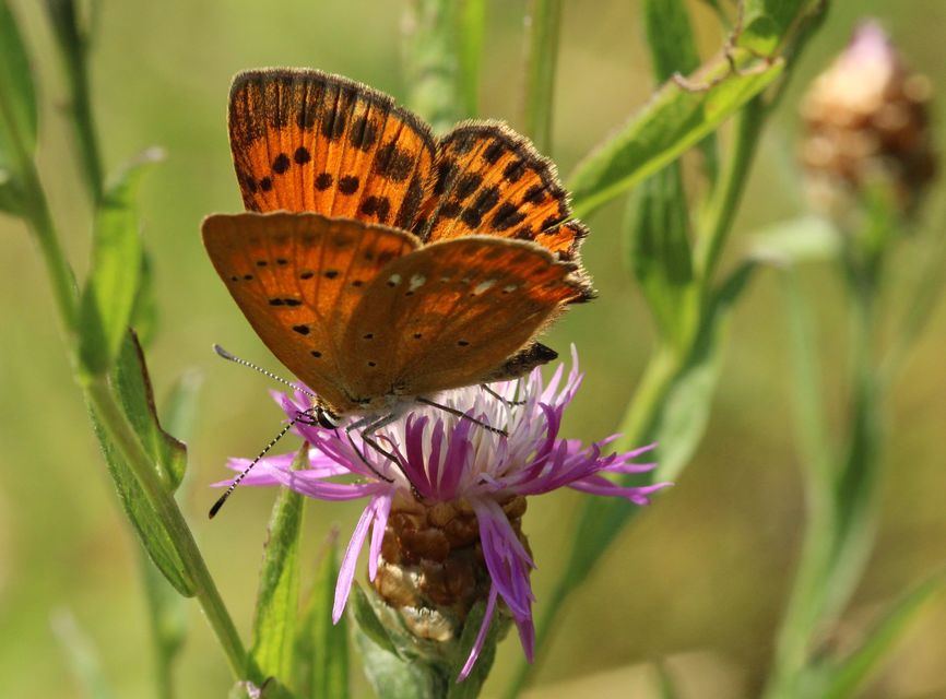 Lycaena virgaureae - arany-tűzlepke
